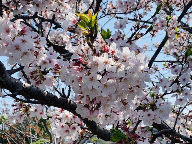 西九州トステム 桜【2019年度】